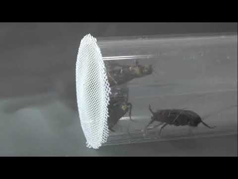 MIRAKN Video