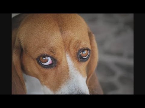 How To Recognize Dog Eye Infections