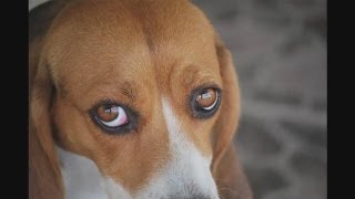 How To Recognize Dog Eye Infections