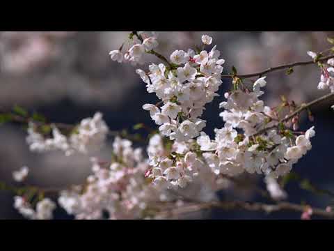 会津坂下町 立木観音