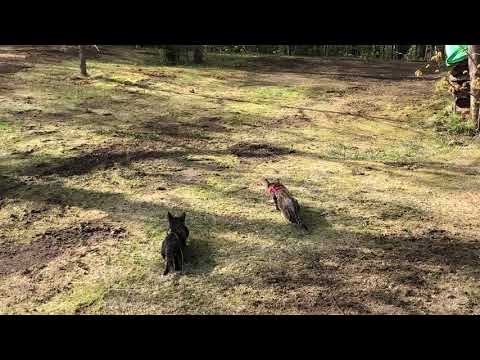 Savannah cats hunting a squirrel
