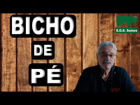 PIG FARMING: Sand Flies