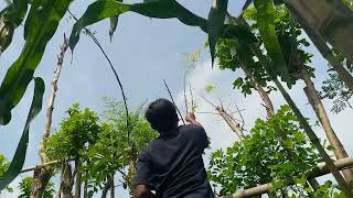 Download lagu niat mikat sogon malah dapat ciblek sawah sama prenjak lumut mp3 Download lagu niat mikat sogon malah dapat ciblek sawah sama prenjak lumut mp3