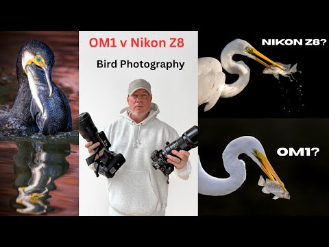 OM1 v Nikon Z8 | Which Is Best For Bird Photography?