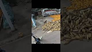 Download lagu dikejar-kejar anjing❌ngejar anjing balik ✅#fyp #fypシ゚ #funnyvideos #funny mp3