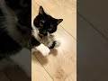 Cat Bite Its Own Tail