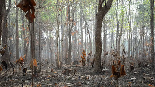 Journey across tribal arts