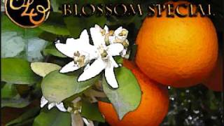 ELO - Orange Blossom Special Live at the BBC