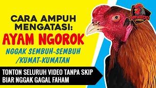 Download lagu CARA AMPUH Mengobati AYAM NGOROK yang Sering KAMBUH mp3
