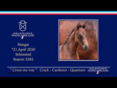 Holsteiner Online-Fohlenauktion 2020 - Cross my Way