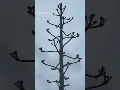 リュウゼツランの植物