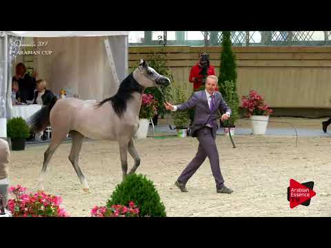 N.2 BATALAH DE CARTHEREY - Deauville 2017 - Yearling Fillies (Class 1A)