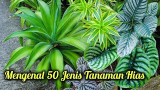 Download lagu 50 TYPES OF ORNAMENTAL PLANTS COMPLETE WITH POPULAR NAMES AND DESCRIPTIONS (video part 2) mp3 Download lagu 50 TYPES OF ORNAMENTAL PLANTS COMPLETE WITH POPULAR NAMES AND DESCRIPTIONS (video part 2) mp3