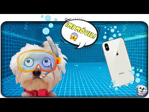 Mi PERRO tira su Móvil al AGUA!😱 No Empujes la Caja INCORRECTA a la PISCINA!🏊🏻‍♀️Anima Dogs