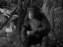download lagu mp3 mp4 Ungawa Tarzan, download lagu Ungawa Tarzan gratis, unduh video klip Ungawa Tarzan