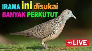 Download lagu Perkutut Lokal Gacor alam liar iramanya BIKIN CEPAT NYAUT mp3 Download lagu Perkutut Lokal Gacor alam liar iramanya BIKIN CEPAT NYAUT mp3
