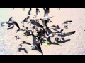 Seagulls Demolish Birthday Cake