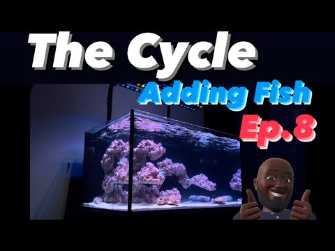 Ep.8 - The Cycle - Salt , Sand & First Fish