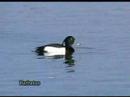 Porron moñudo ( Aythia fuligula )  Tufted duck