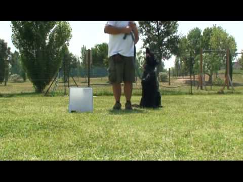 Rally Obedience CSEN - I Cartelli di Grado 1