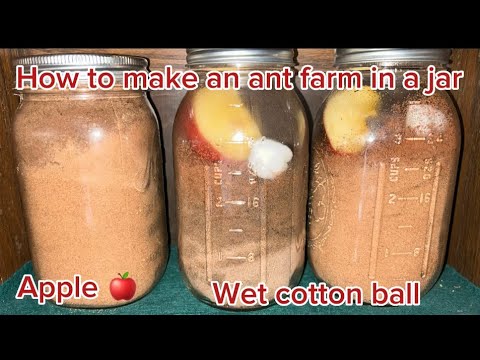 How to make an ant farm from a mason jar!!!!