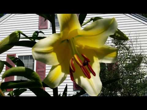 My Tree Lilies/Orienpets In Bloom...