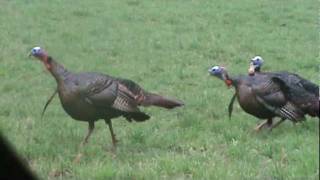 preview picture of video 'Spring Turkey '11 Taken With Bow'