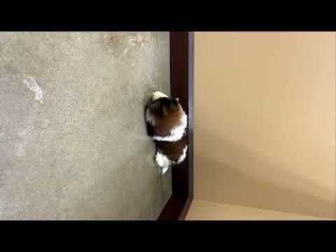 Shih Tzu - 332 video preview