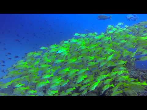 Rannamaari Wreck 15th Anniversary Dive - Before Dusk