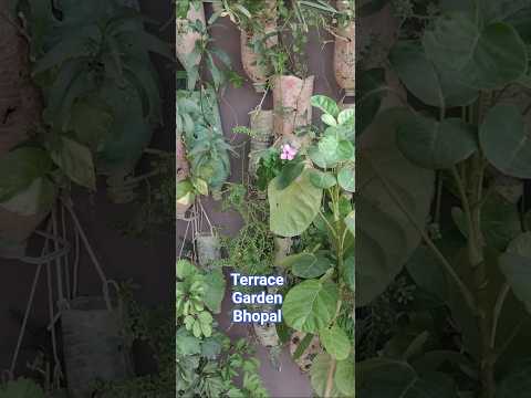 Terrace Garden & Flowers Bhopal#shortvideo#youtubeshorts#viral#shors#ytshorts#mukund