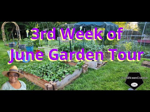 3rd Week Of June Garden Tour -  #catshobbycorner