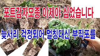 포트감자모종 이제야 심었습니다.-늦서리 걱정되어 비닐멀칭 대신 부직포로(감자심기, 감자 뿌리내어 심기, 감자…