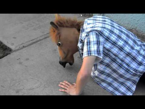 Capall buruburu ziemel