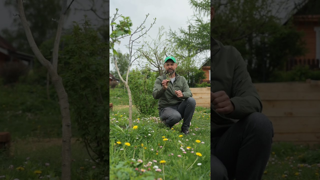 Не вздумайте выбросить эти сорняки! Получите ценнейшее удобрение и абсолютно бесплатно