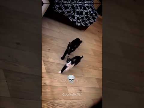 Most cute😍 cat synchronization #shorts #cats