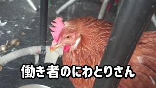 まだまだ卵うみます。#birds #室内鶏 #癒し #ほのぼの #にわとり #かわいい動物