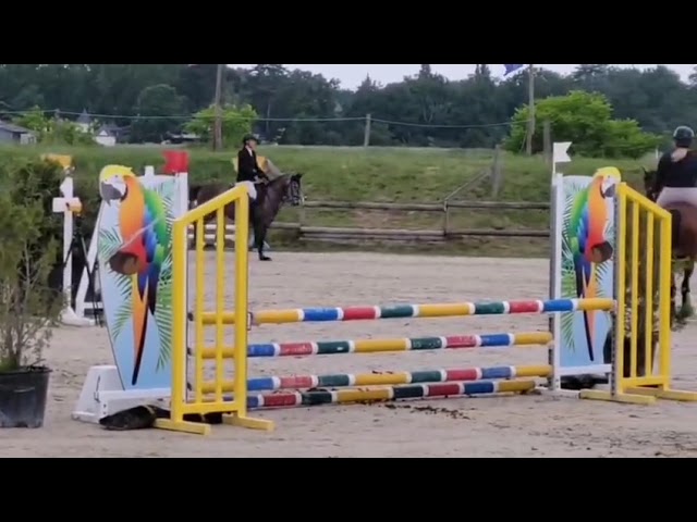MINEDORE DE L'AUMOY - femelle PFS 4 ans