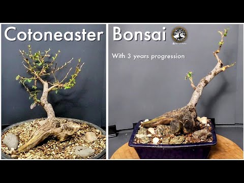 Cotoneaster Bonsai (With 3 year progression)