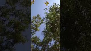 Download lagu Suara Pohon Sound of Tree mp3