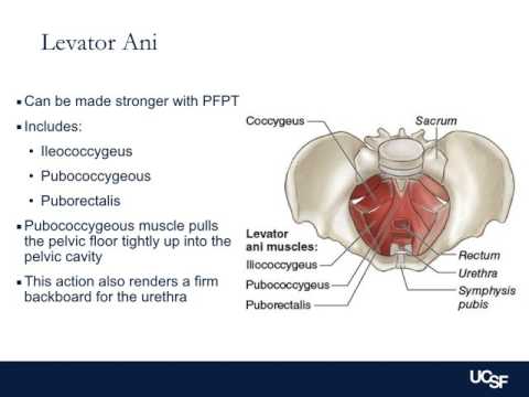 Urinary incontinence on line lecture for residents