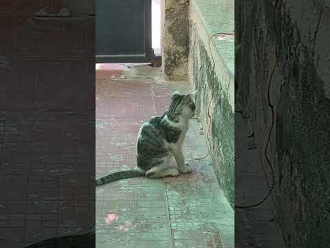 #Lil Cat 😺🐾 #shorts #trending #animals #cats #funny #viral