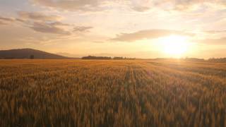 90 seconds to discover a new &quot;Hope in healthy soil&quot;