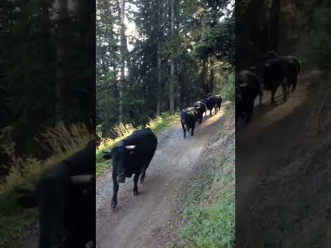 , title : 'Cows running down the mountain'