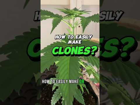 Ready to master the art of cloning? 🌱 Here's a quick guide