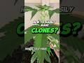 Ready To Master The Art Of Cloning Here S A Quick Guide