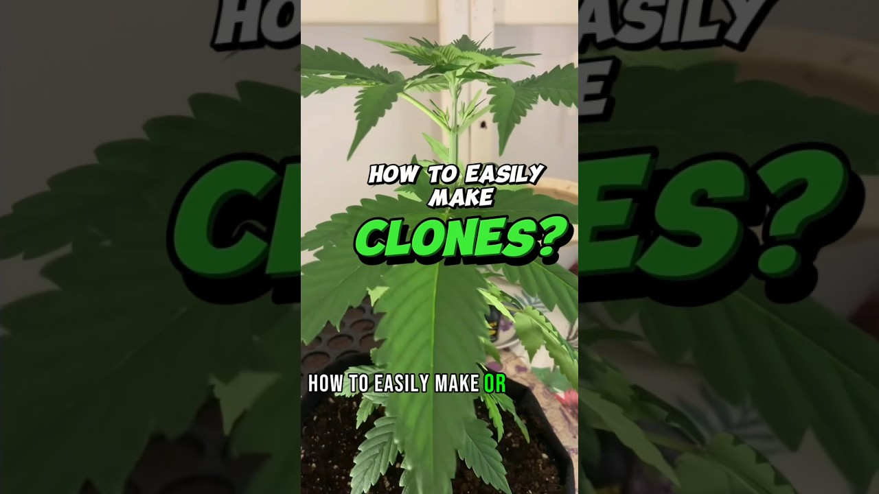 Ready to master the art of cloning? 🌱 Here's a quick guide