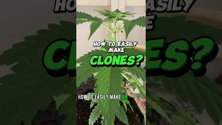 Ready to master the art of cloning? 🌱 Here's a quick guide