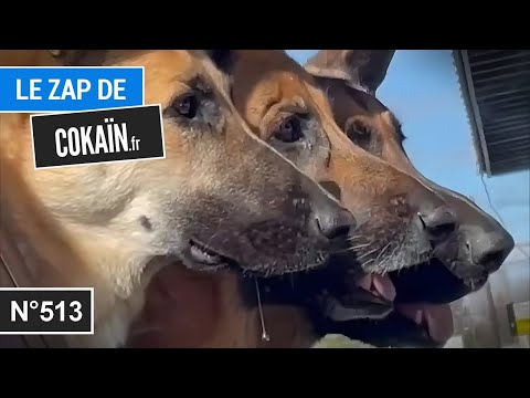 Le Zap de Cokaïn.fr n°513