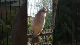 Download lagu SUARA BURUNG TRUCUKAN NEMBAK-NEMBAK BOLOOOO❗❗❗ mp3