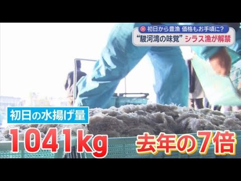 YouTube Video 今シーズンのシラス漁が始まる　初日の水揚げ量は前年のおよそ7倍、幸先の良いスタートに　静岡・田子の浦港